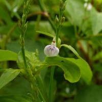 Rostellularia diffusa var. diffusa (Willd.) Nees